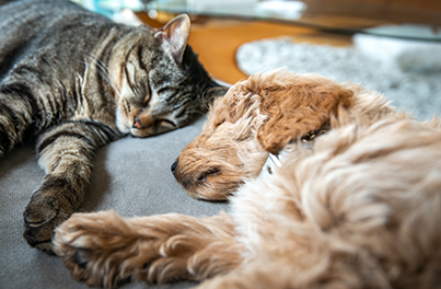 Lethargy in dogs and cats: Signs and causes to look out for!