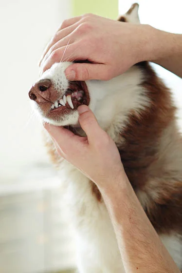 Dog showing teeth