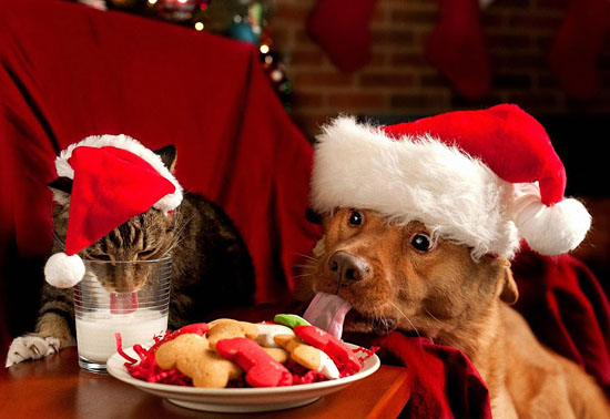 Cat and dog in Santa hats