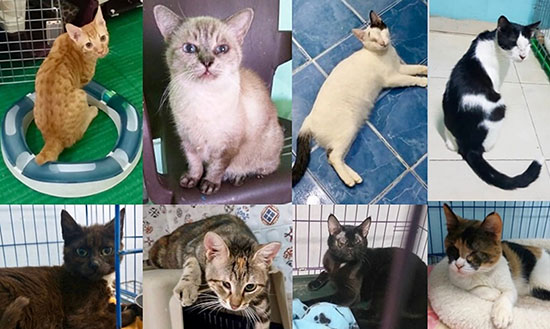 lida-vets-cairo-cats