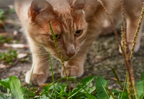 Dangers of antifreeze to animals