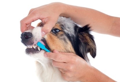 dog-brush