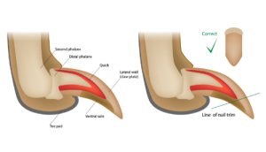 Correct way to trim pets claws
