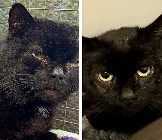 lida-vets-rescued-cat-nick-before-after
