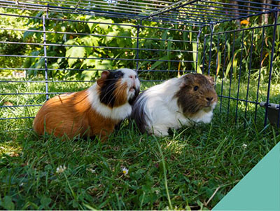 Heat awareness for animals in hutches in Newmarket
