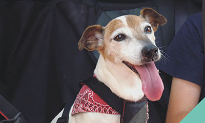 Keeping your dog safe during car travel in Newmarket
