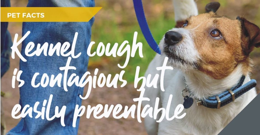 Newmarket vets, Lida Vets, discuss kennel cough myths and facts