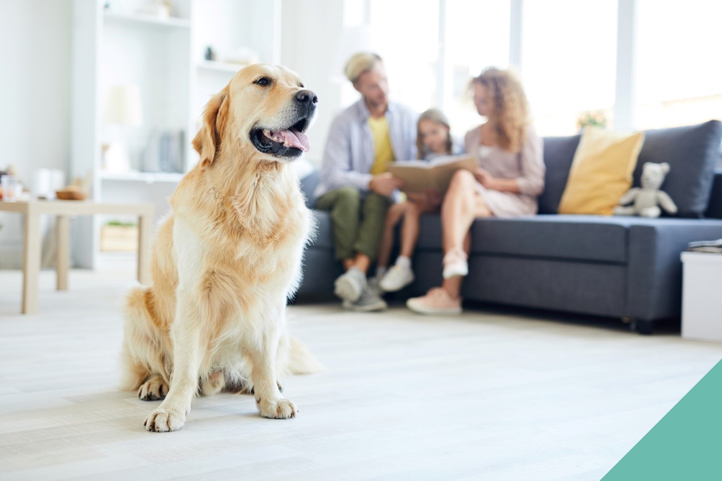 Preparing your pet for home life changes in Newmarket