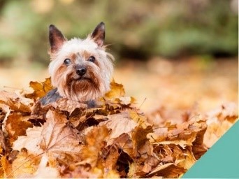 Autumn dangers in Newmarket