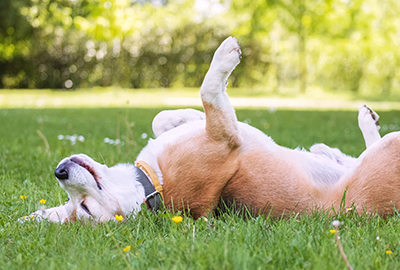 Essential summer safety tips for keeping your pets healthy and happy