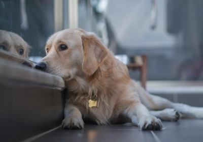How stress and anxiety can affect your pet’s health