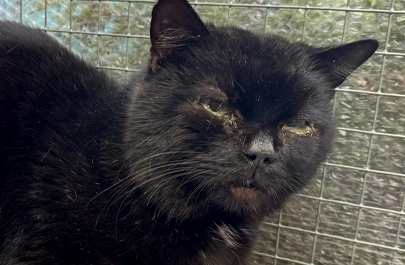 Rescue cat's 'purrfect' future after procedures performed in nick of time