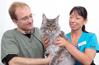 Health and Well-being of your cat