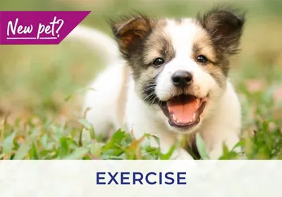 Newmarket vets discuss exercising your puppy and kitten