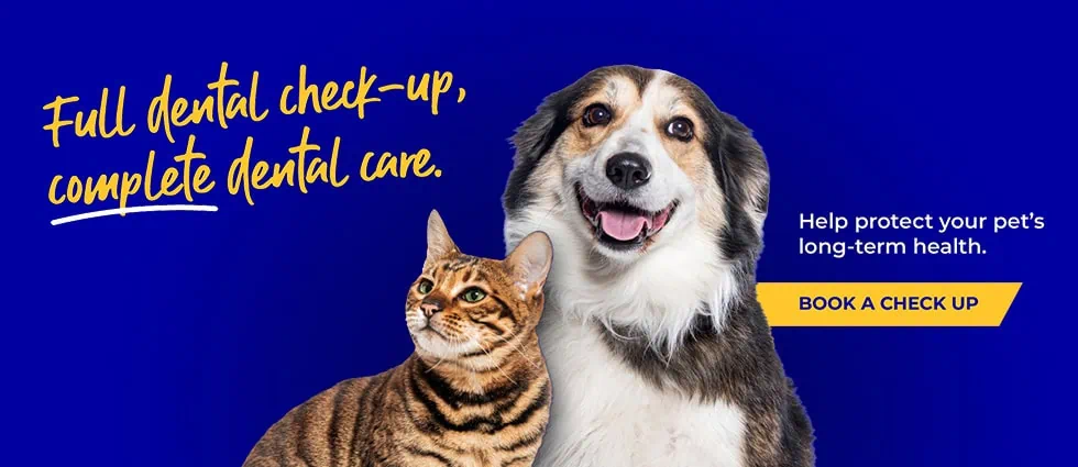 Lida Vets In Newmarket | Vets In Suffolk