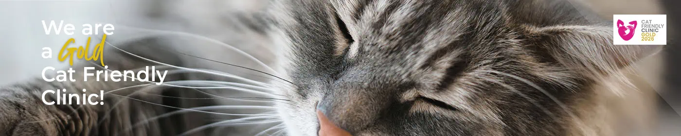 Cat Friendly Clinic in Newmarket