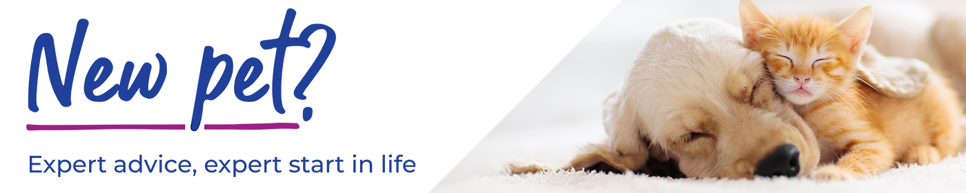 Puppy Advice | Kitten Advice from Lida Vets in Newmarket
