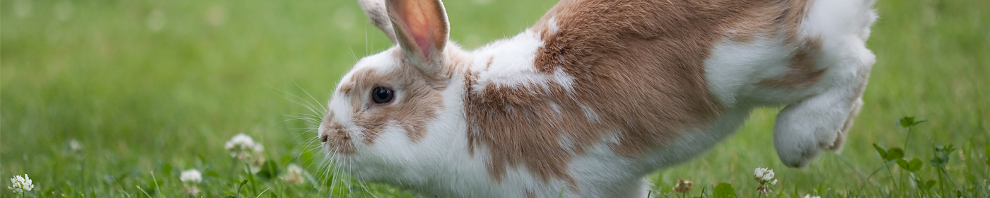 Peace of Mind Plan Excel for Rabbits