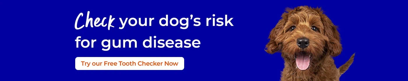 Dog Dental Care in Newmarket