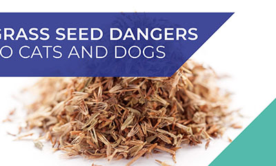Grass seed dangers
