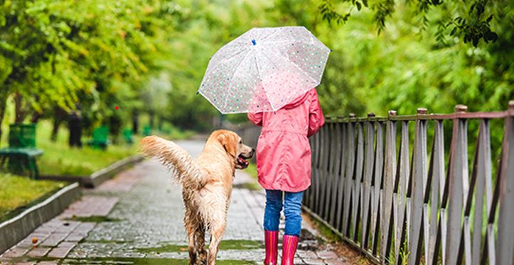 walking-dog-in-the-rain-pet-behaviour